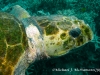 AS02NAMM